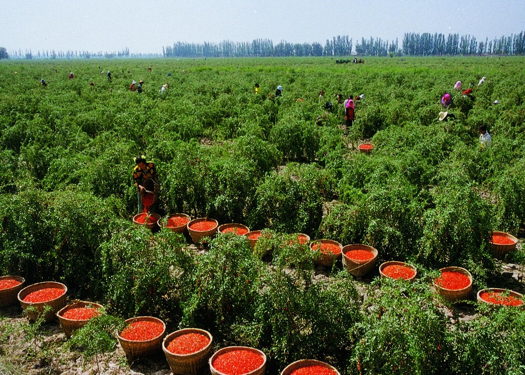 Плантация ягод годжи в долине Нянси